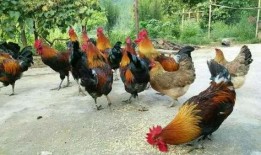 国外视频爆料出鸡的养殖,从孵化到餐桌的全程曝光